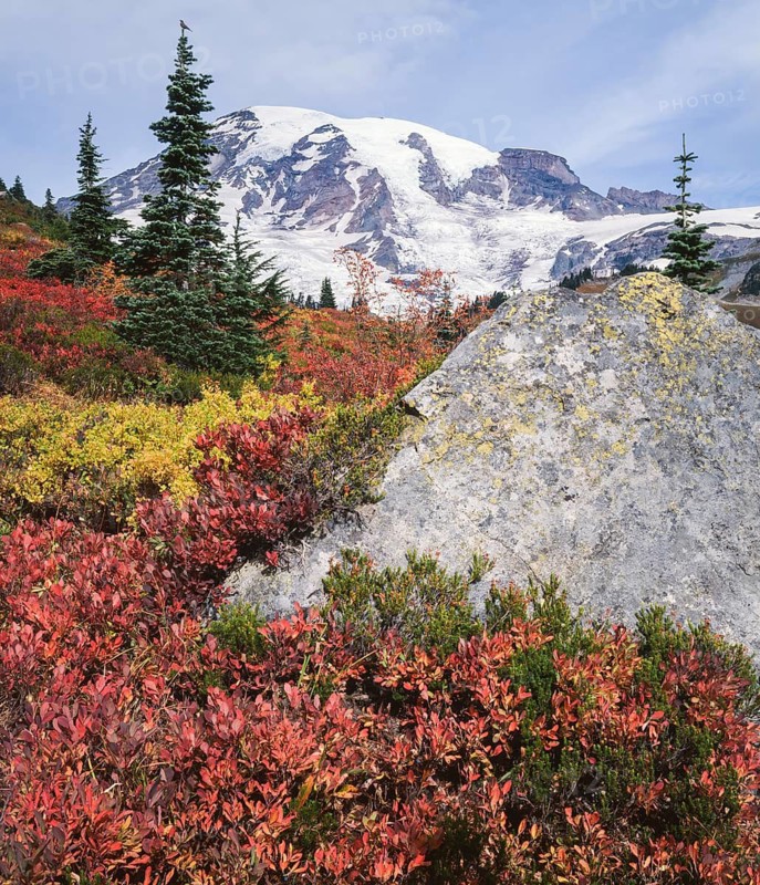 Cascade huckleberry bushes turn brilliant red and orange as autumn arrives in Mount Rainier National Park, with evergreen trees and the snow-capped peak creating a stunning contrast