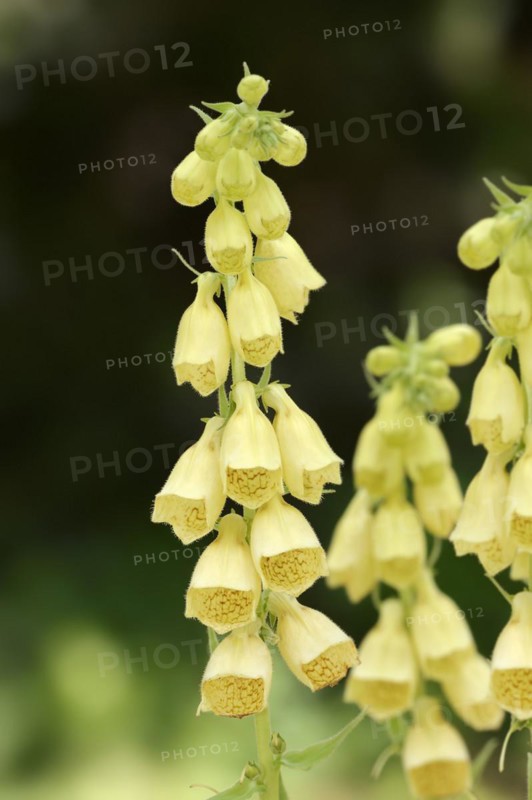 Large-flowered foxglove (Digitalis grandiflora, Digitalis ambigua) flowering, Bavaria, Germany