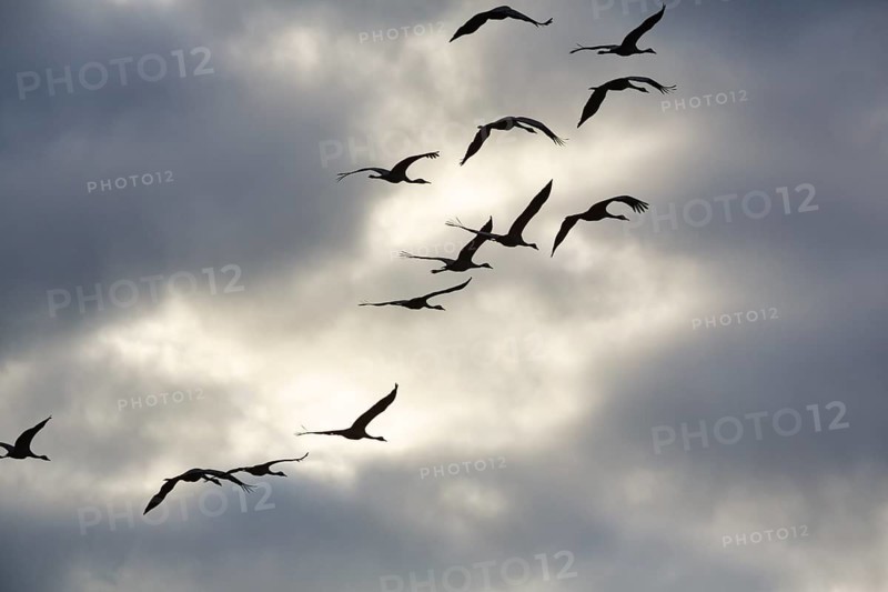 Cranes flying, grey crane (Grus grus), bird migration, silhouettes in the evening sky, Rehdener Geestmoor, Diepholzer Moorniederung, Dümmer nature park Park, Diepholz, Lower Saxony, Germany