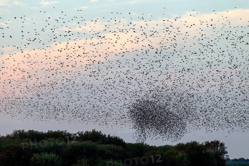 More and more starlings (Sturnus vulgaris) gather at the roost and begin to form formations, autumn migration, spring migration, bird migration, assembly point, flight formation, Germany