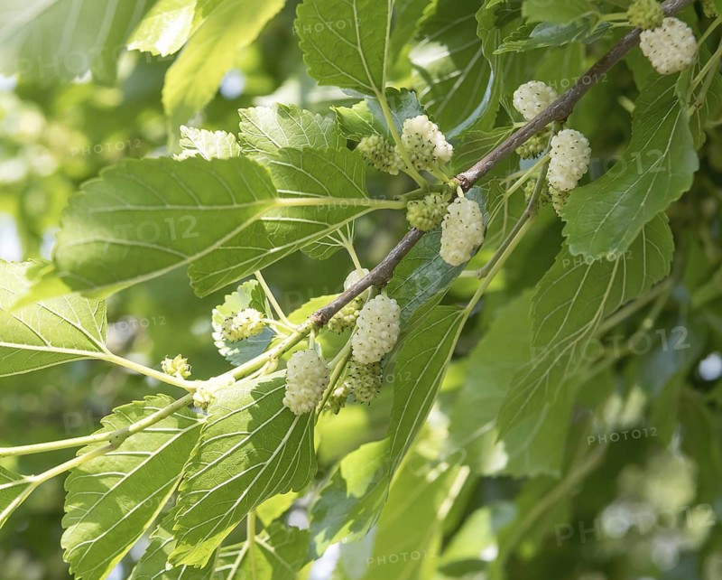 White mulberry (Morus alba), Schloss Dyck, Germany