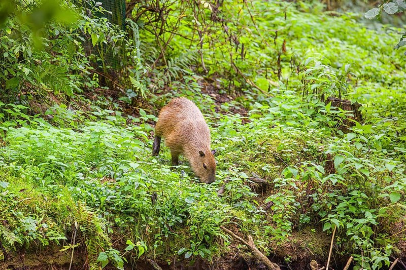 A (greater) capybara (Hydrochoerus hydrochaeris) searches for food in the dense riparian vegetation of a river