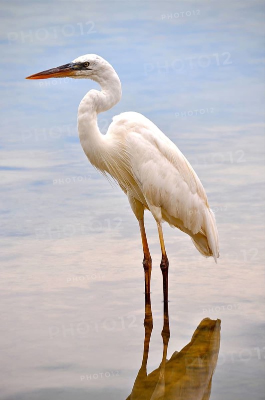 Canada heron (Ardea herodias occidentalis)