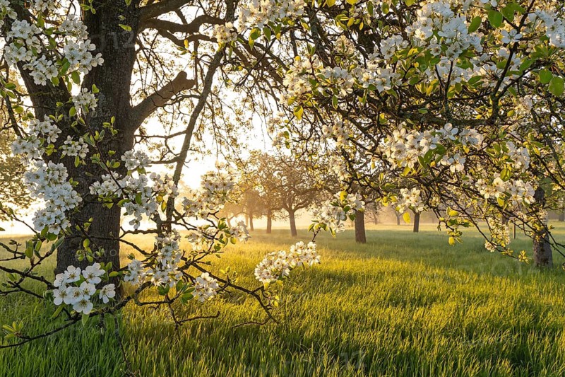 Fresh blossom, morning light, ground mist... simply magical! Foothills orchard meadow in bloom - apple tree avenue in the morning light with ground mist