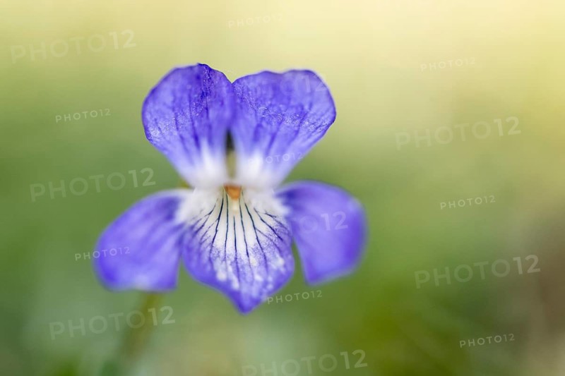 Grove violet (Viola riviniana), Emsland, Lower Saxony, Germany