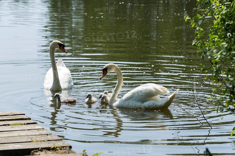 Swan family of the Mute Swan (Cygnus olor) with chicks on the middle pond near Neudorf Klösterlich, Wittichenau, Dubringer Moor, Saxony, Germany