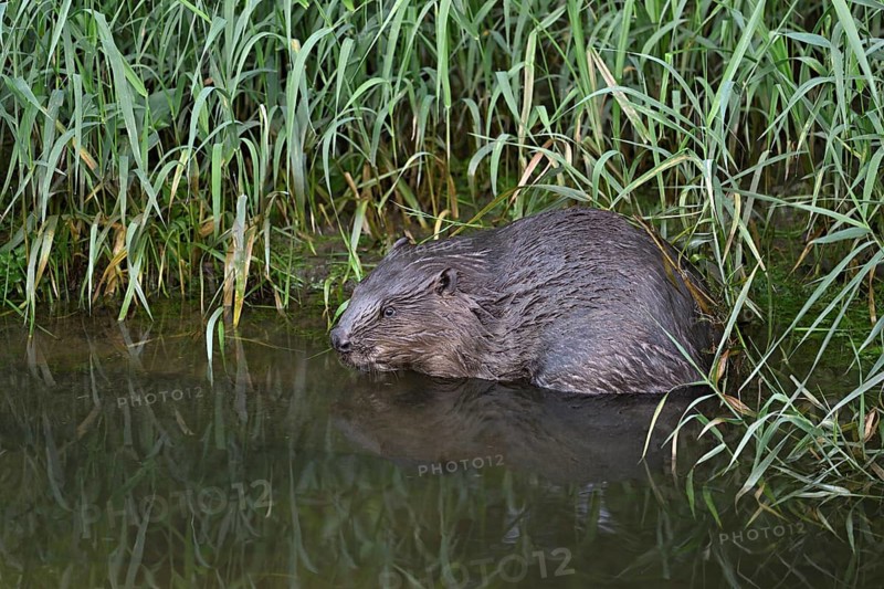 Eurasian beaver, european beaver (Castor fiber), on the river bank in the water, Freiamt, Canton Aargau, Switzerland