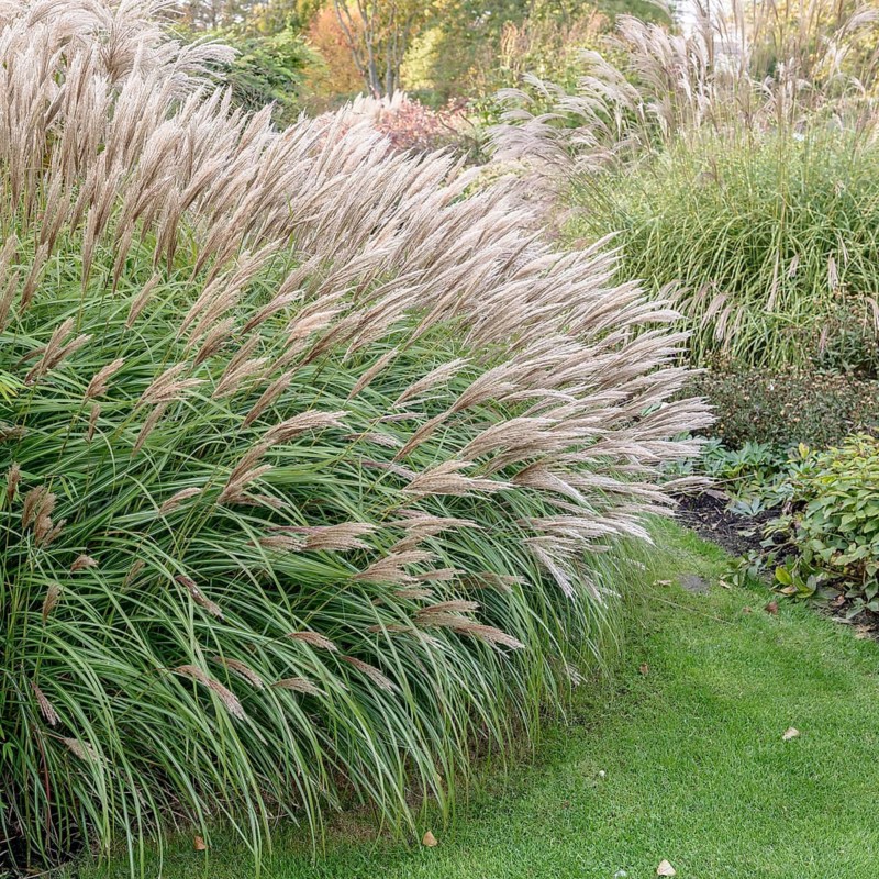 Chinese reed (Miscanthus sinensis 'Red Chief'),  Netherlands