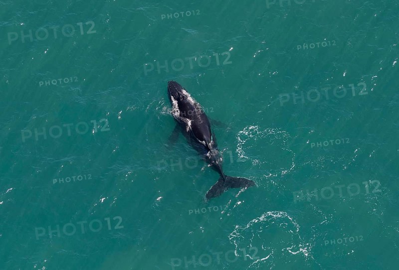 Humpback whale (Megaptera novaeangliae), Ningaloo Reef, aerial view, Cape Range National Park, near Exmouth, State of Western Australia, Australia
