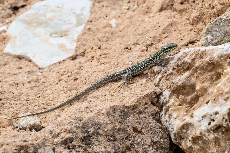 Sicilian wall lizard (Podarcis waglerianus), Sicily, Italy