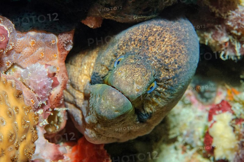 Underwater photo close-up portrait of giant moray eel (Gymnothorax javanicus) looking directly at viewer looking threateningly aggressive from cave dwelling hiding place, Indian Ocean, Maldives