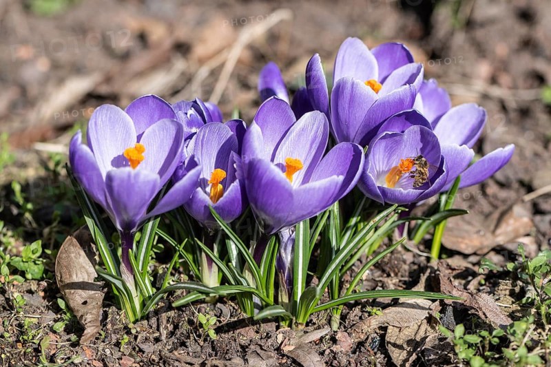 Crocus (Crocus) with honey bee (Apis mellifera), Rhineland-Palatinate, Germany