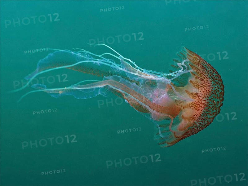 Luminous jellyfish (Pelagia noctiluca)