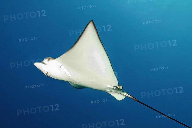 Pointed head with bulging eyes and white underside Belly of Spotted eagle ray (Aetobatus ocellatus), Indian Ocean, Maldives