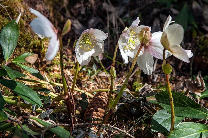 Snow rose (Helleborus niger), also known as Christmas rose or black hellebore, Hinterstein, Bad Hindelang, Oberallgäu, Allgäu, Bavaria, Germany