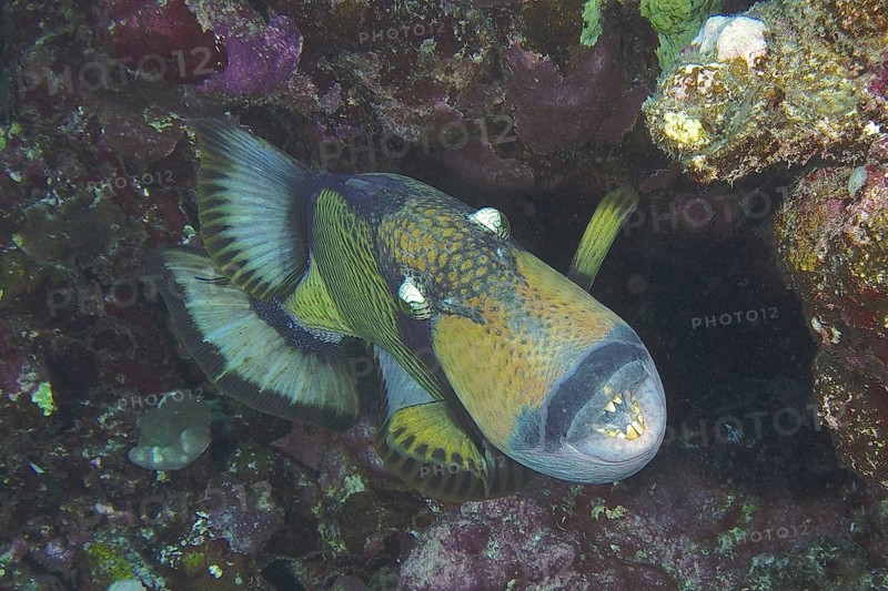 Giant triggerfish (Balistoides viridescens)