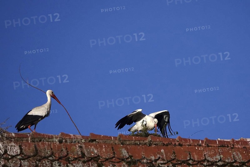 White storks on a roof in front of a blue sky, May, Germany
