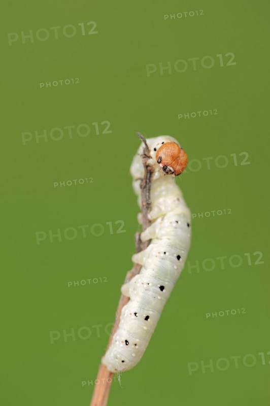 Frosted green (Polyploca ridens), caterpillar, North Rhine-Westphalia, Germany