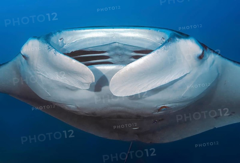 Underwater photo head portrait close-up of giant ray manta ray (Manta birostris) plankton eater popular devil ray looks directly at viewer opens mouth gill slits in throat can be seen, subtropical tropical seas, international