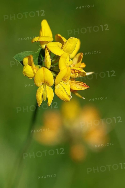 Bird's-foot trefoil (Lotus corniculatus), flower, North Rhine-Westphalia, Germany