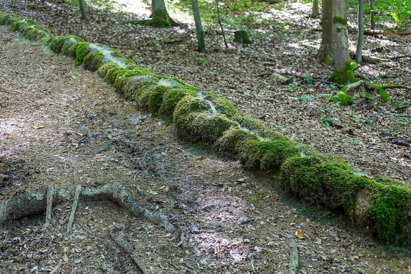 Natural phenomenon in the forest, stone channel of Roschlaub, Scheßlitz, Upper Franconia, Bavaria, Germany