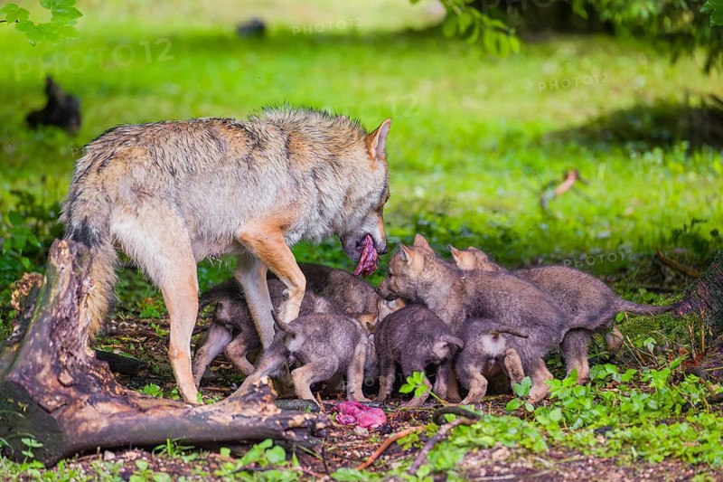 A female Eurasian Grey Wolf (Canis lupus lupus) feeds her pups with meat that she chokes out