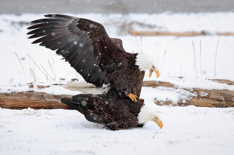 Bald Eagle (Haliaeetus leucocephalus), Bald Eagle, Homer, Kenai Peninsula, Alaska, USA