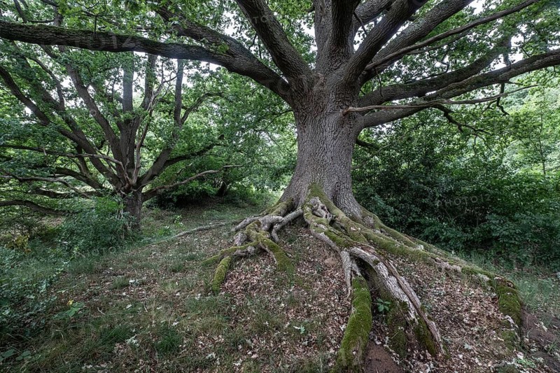 English oak (Quercus robur) in the Hutewald forest, Emsland, Lower Saxony, Germany