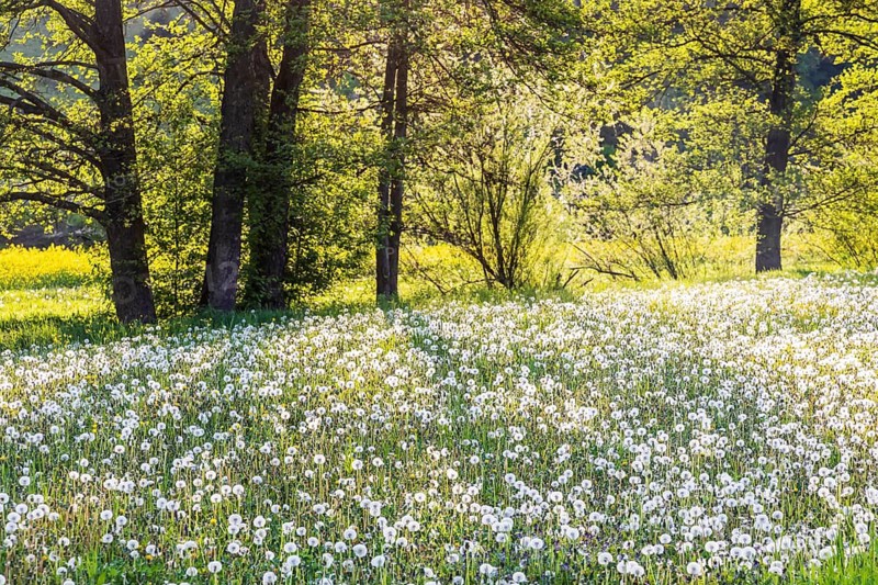 Landscape with flower meadow on the Swabian Alb in spring near Lonsee. Lonsee, Baden-Württemberg, Germany