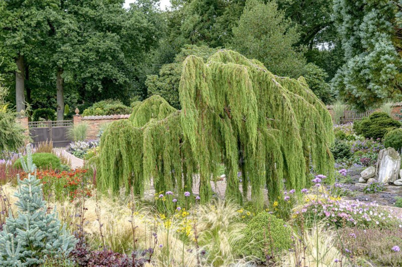 Cascade juniper (Juniperus rigida 'Pendula'), Anchers Havecenter, Edewecht, Lower Saxony, Germany