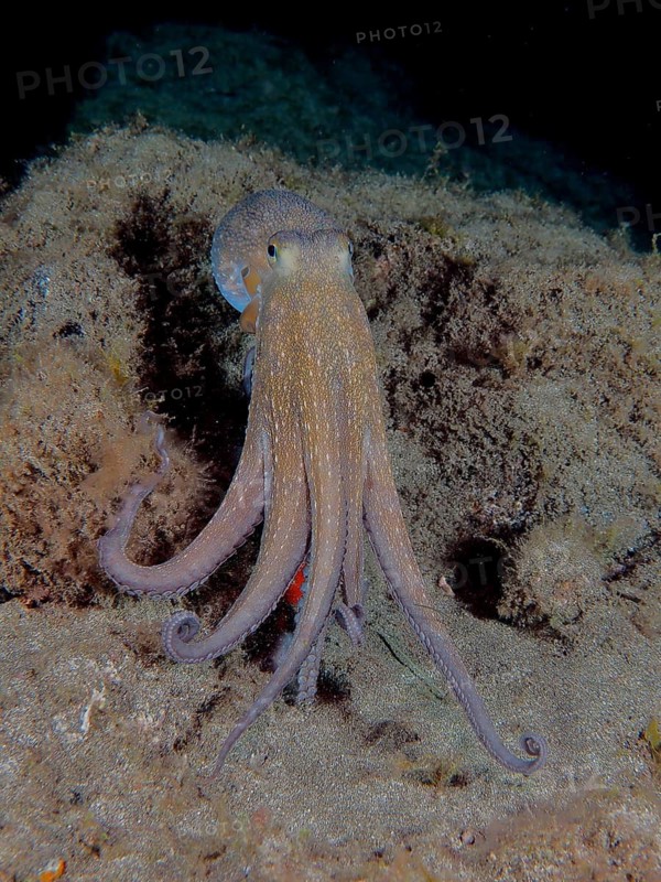 Common Octopus (Octopus vulgaris)
