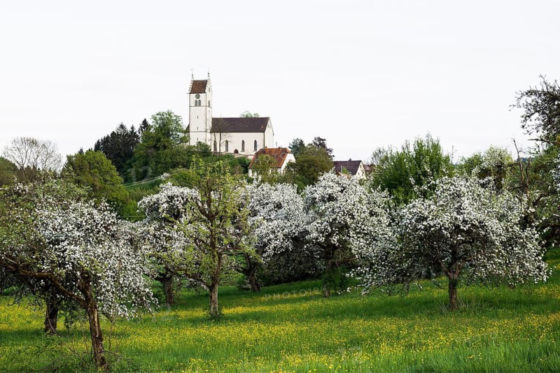 Flowering orchard meadow, Roggenbeuren church, Deggenhausertal, Lake Constance, Baden-Württemberg, Germany