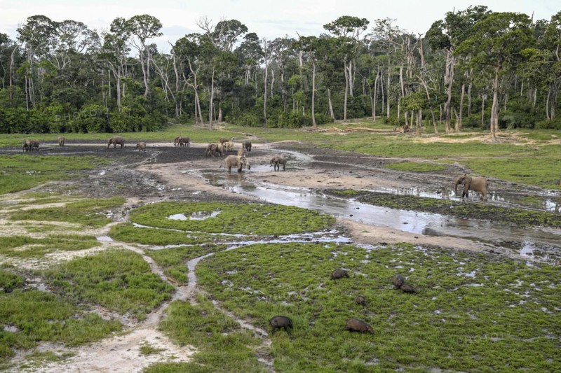 Giant forest hog (Hylochoerus meinertzhageni) and african forest elephants (Loxodonta cyclotis) in the Dzanga Bai forest clearing, Dzanga-Ndoki National Park, Unesco World Heritage Site, Dzanga-Sangha Complex of Protected Areas (DSPAC), Sangha-Mbaéré Prefecture, Central African Republic