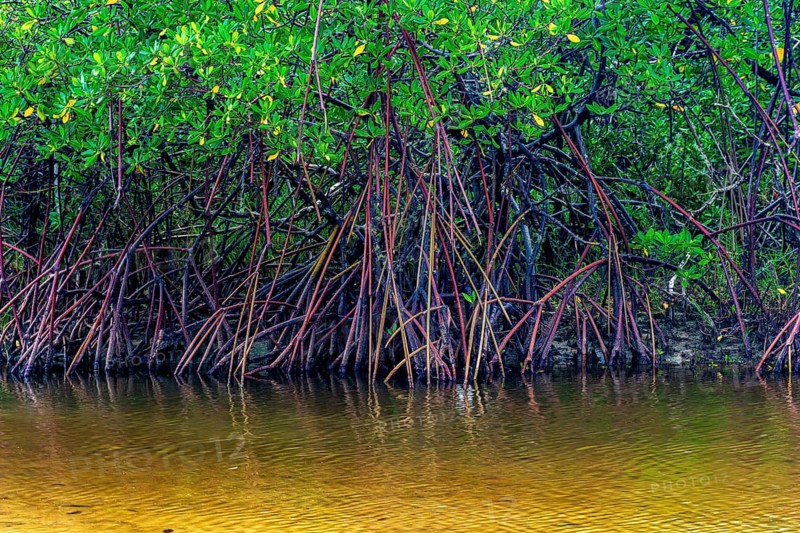 Roots of mangrove trees stuck in the water on the southern coast of the state of Bahia Serra Grande, Bahia, Brazil