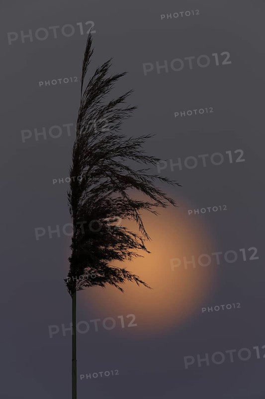Full moon behind a reed tassel, Middle Elbe Biosphere Reserve, Saxony-Anhalt, Germany