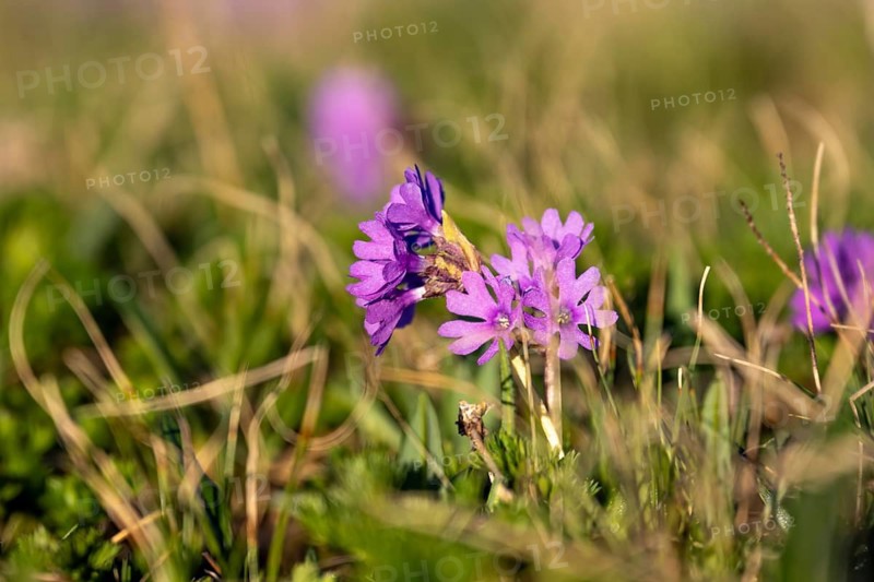 Clusius Primula (Primula clusiana), Hohen Tauern, Austria