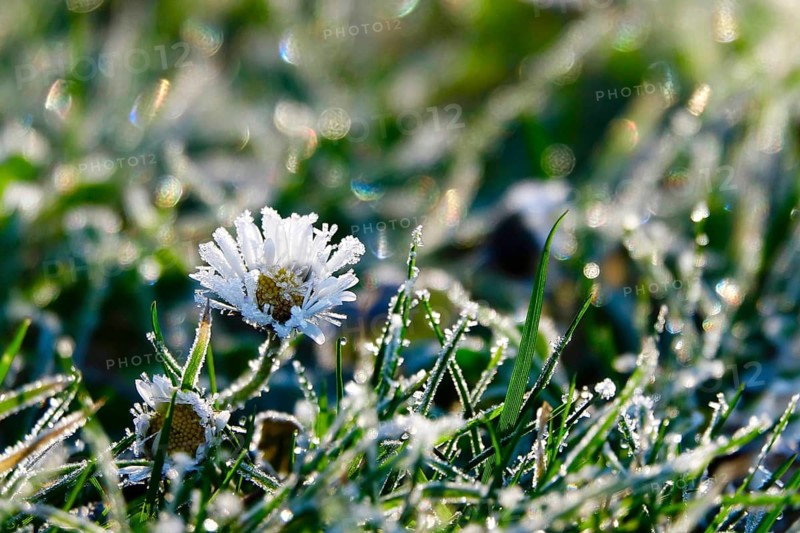 Daisies with hoarfrost and beautiful bokeh in a meadow, winter, Germany