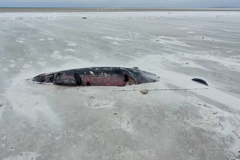 Sowerby's beaked whale (Mesoplodon bidens), North Sea beaked whale, flipper, found dead in the mudflats, Lower Saxony Wadden Sea National Park, Lower Saxony, Germany
