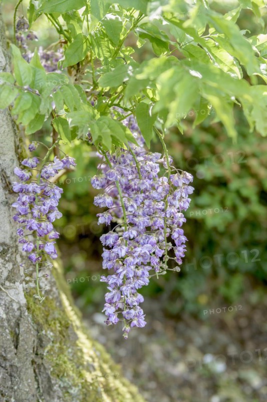 Japanese blue rain (Wisteria floribunda 'Violacea Plena'), EXbury gardens, Exbury, England, Great Britain