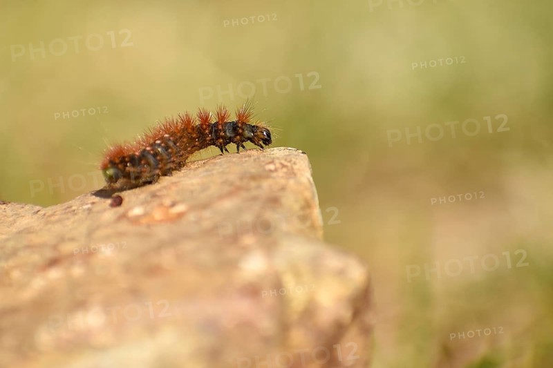 Caterpillar of the golden-haired bark owl (Acronicta auricoma), seen in the Deferegger Alps at 1700 m altitude, East Tyrol, Austria