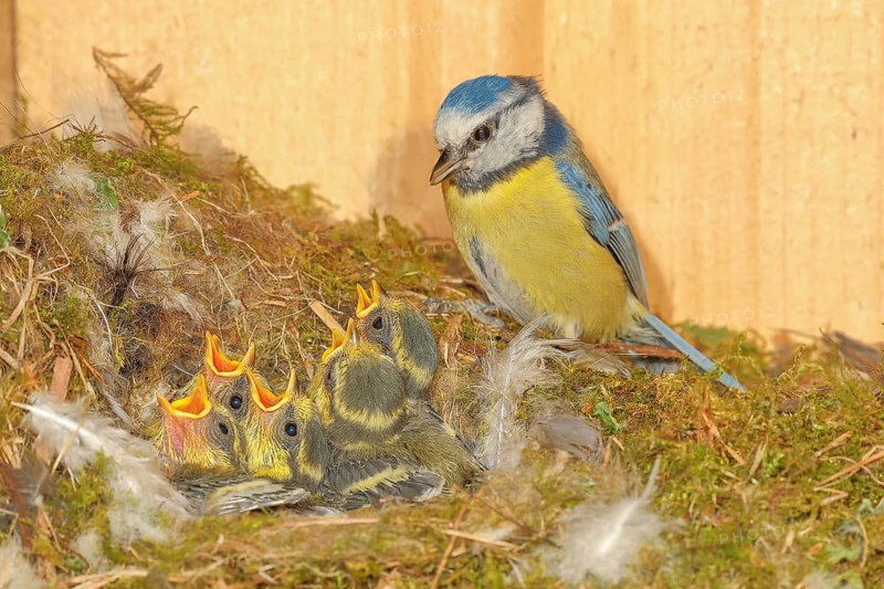 Blue tit (Parus caeruleus), feeding young birds in a nesting box, wildlife, nature photography, animals, birds, songbird, Siegerland, North Rhine-Westphalia, Germany
