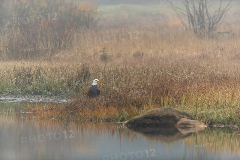 One Bald Eagle, Haliaeetus leucocephalus, standing in the shallow water ashore a small pond on a foggy cold autumn day