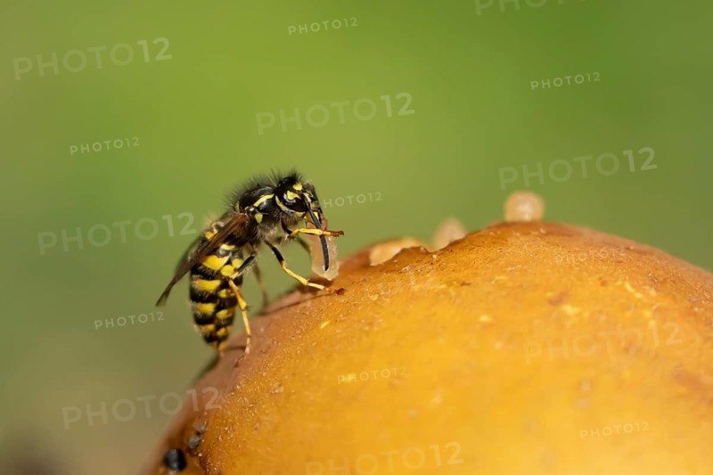 Common wasp (Vespula vulgaris) adult insect feeding on fallen fruit in a garden in summer, England, United Kingdom