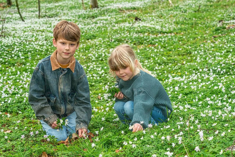 Two blond children, 6 and 8 years old, pick wood anemones (Anemone nemorosa) in spring in Ystad municipality, Skåne county, Sweden, Scandinavia