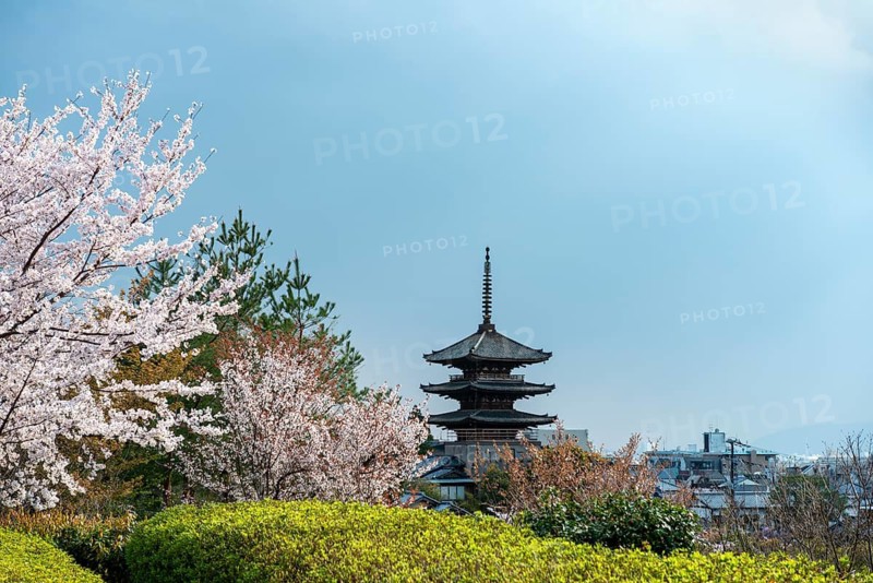 Park with cherry blossoms, five-story Yasaka Pagoda of the Buddhist Hokanji Temple, Higashiyama, Kyoto, Japan