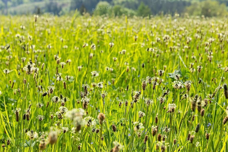 Flowering meadow with lots of ribwort plantain (Plantago lanceolata) at the Saidenbach dam, Pockau-Lengefeld, Saxony, Germany