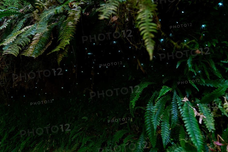 Bioluminescence, luminous glowworm (Arachnocampa luminosa), maggot of the fungus gnat (Mycetophilidae), Waterfall track, Mclaren Fall Park, Omanawa, North Island, New Zealand