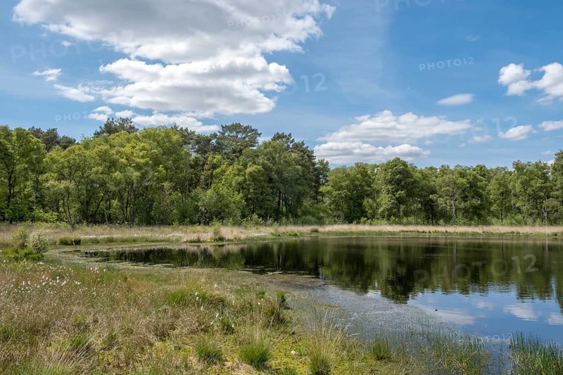 Nature conservation and FFH area, Heideweiher, Heubachniederung, Gescher, Münsterland, North Rhine-Westphalia, Germany