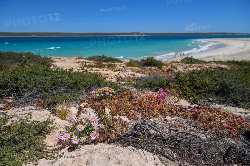 Landscape on Dirk Hartog Island, Dirk Hartog Island National Park, named after the Dutch navigator of the same name, Shire of Shark Bay, State of Western Australia, Australia