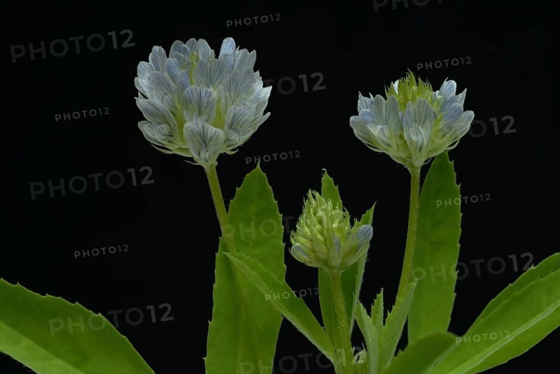 Flower of blue fenugreek, blue fenugreek, Trigonella caerulea, Meliotus coerulea, spice and medicinal plant